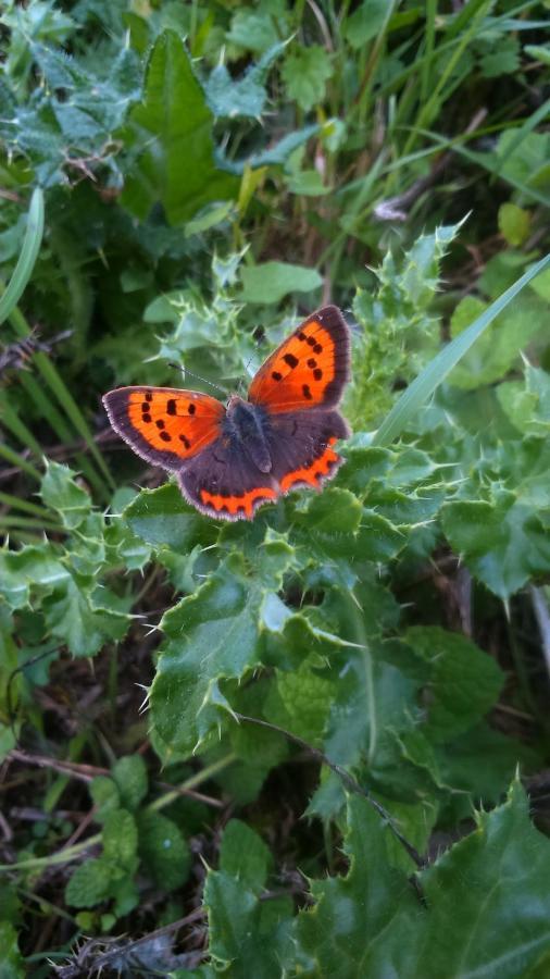 A La Campagne, Au Calme Bed & Breakfast Monterolier Bagian luar foto